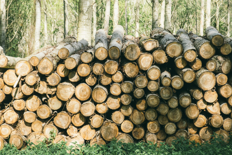 Wood pile in the forest